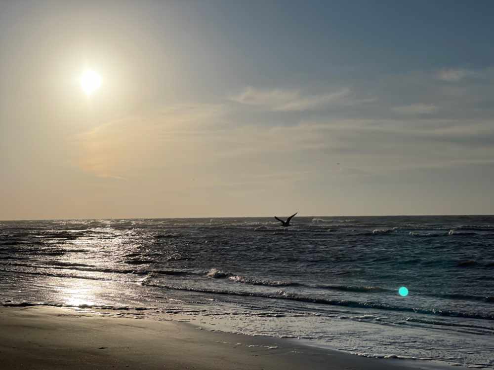 Blick auf das friedliche Meer mit fliegenden Seevogel